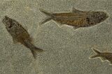 Plate of Five Large Fossil Fish (Knightia) - Wyoming #328084-1